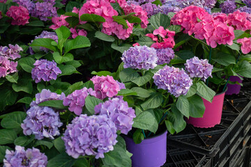 Green summer plant in outdoors market