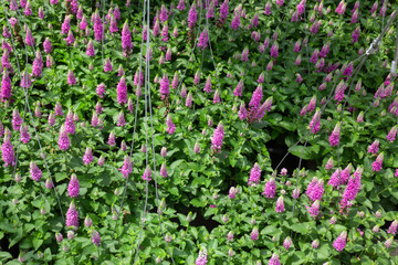 Green summer plant in outdoors market