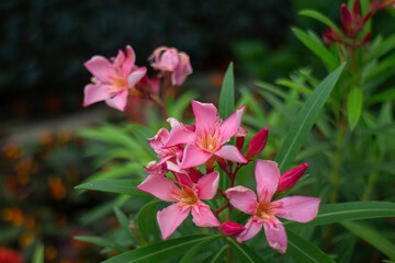 Green summer plant in outdoors market