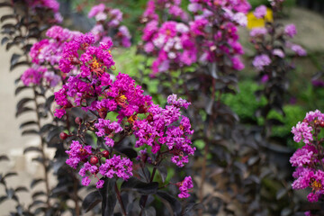Green summer plant in outdoors market