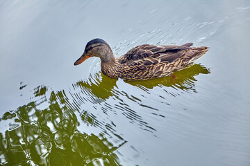Single female mallard duck in a pond