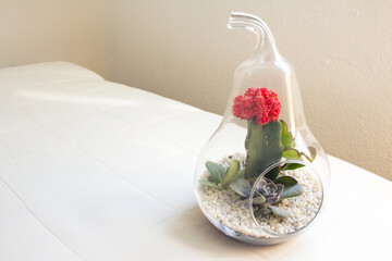 Succulent plant terrarium inside a glass pear