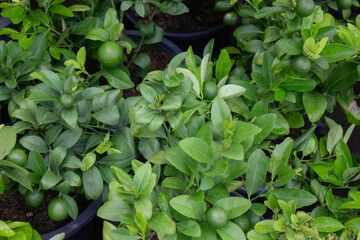 Green summer plant in outdoors market