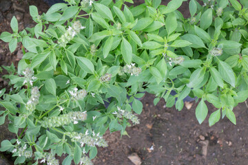 Green summer plant in outdoors market