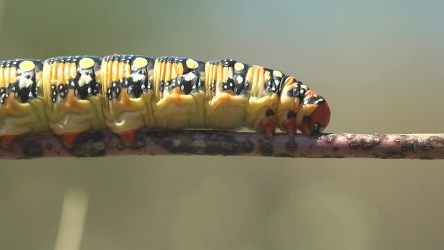 Hyles Euphorbiae, Red head of thick greasy caterpillar hanging on horizontal stem against background of green meadow. Insect trembles in strong summer wind