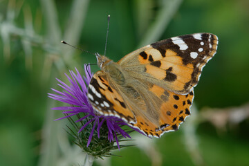 Painted lady (Vanessa cardui) on a flower