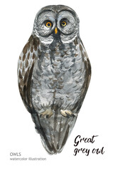 Watercolor owl. Hand-drawn illustration. Hand-drawn animal drawing.