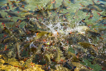 Tinfoil Barb feeding (Barbodes schwanenfeldi)