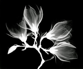 Magnolia x-ray photography design, remix from original artwork - obrazy, fototapety, plakaty