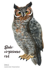 Watercolor owl. Hand-drawn illustration. Hand-drawn animal drawing.