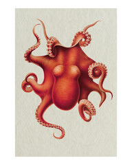 Vintage octopus illustration wall art print and poster. Remix from original painting by Carl Chun. © Rawpixel.com