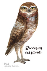 Watercolor owl. Hand-drawn illustration. Hand-drawn animal drawing.