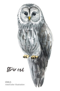 Watercolor owl. Hand-drawn illustration. Hand-drawn animal drawing.