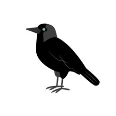 Black jackdaw with blue eyes isolated on a white background. City birds. 