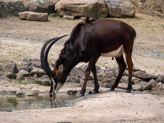 African Sable Antelope drinking from a water hole