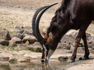 African Sable Antelope drinking from a water hole