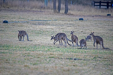 Kangaroos in a misty morning