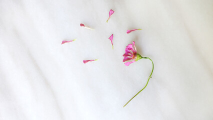 Flat lay of a wilted flower head, with some of the fallen the pink petals spreading around the flower head. 