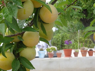 Yellow Plum Fruit on Tree