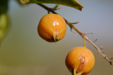 yellow fruits on a tree
