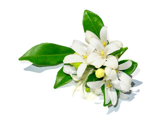 Obraz premium The flower of Orange Jessamine tree.