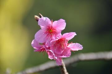 Fototapeta premium close up of pink flower