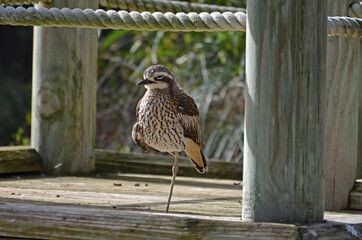 Shore bird