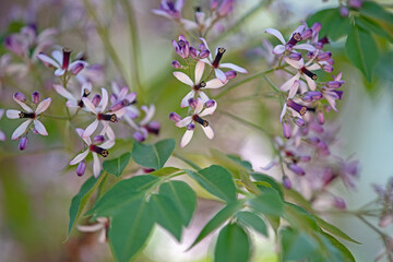  white and purple flower - melia - white cedar
