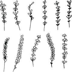 Set of lavender flowers. Hand drawn vector illustrations. Monochrome engraving technique.