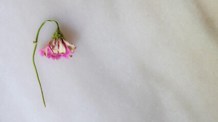 Flat lay of a withered pink flower with its head drooping. On a marble surface, with copy space on the right. Top view.