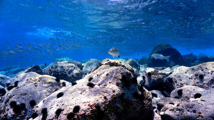 Aquarium - coral reef with fishes
