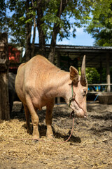 Fototapeta premium Close-up shot of albino buffalo standing in the sunlight near a stable.
