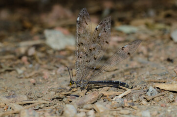 An adult antlion on the ground