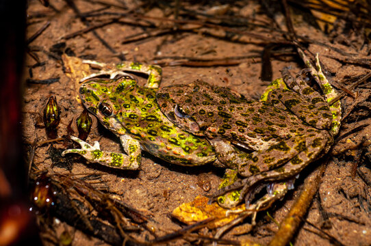 Two common parsley frog mating, copulating in amplexus