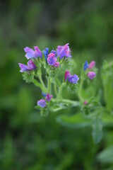 Blueweed wild flower in summer meadow.