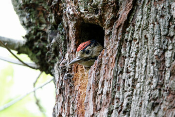Great spotted woodpecker and chick in the woods