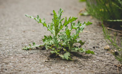  small plant growing through an asphalt