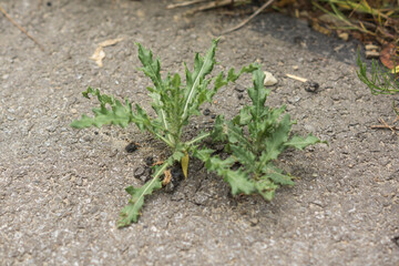  small plant growing through an asphalt