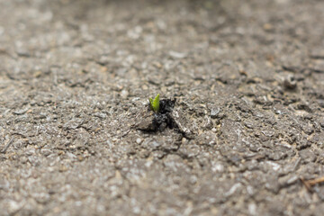  small plant growing through an asphalt