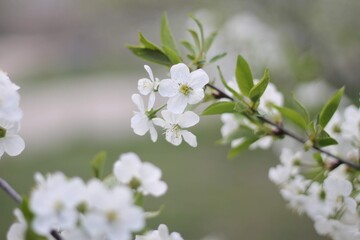 flowers lilac cherry first flowers bush with flowers floral white flowers buds 