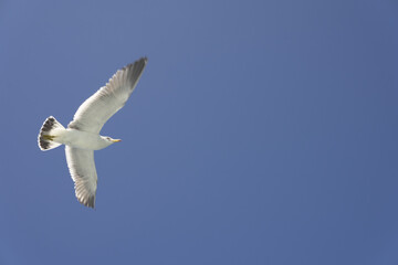 맑은 하늘을 날고있는 갈매기