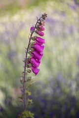 Lavender flowers in bloom in a field. Different shades of lavender flower. Growing for aromatherapy. Natural photo. Macro