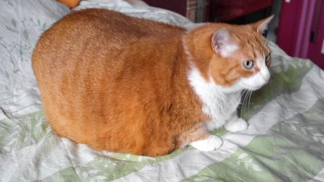 Very Fat Cat Sitting on a Bed. Ginger and White Striped Cat is Large. Big Lazy Tabby Cat of Incredible Size Lying on the Sofa. Fat belly. Overweight in a pet. Wrong food