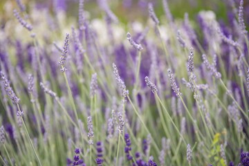 Lavender flowers in bloom in a field. Different shades of lavender flower. Growing for aromatherapy. Natural photo. Macro