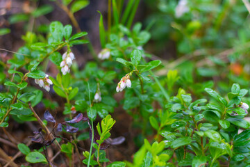 White flowers of wild cranberry berries in the spring in the forest