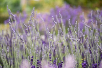 Lavender flowers in bloom in a field. Different shades of lavender flower. Growing for aromatherapy. Natural photo. Macro