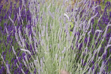 Lavender flowers in bloom in a field. Different shades of lavender flower. Growing for aromatherapy. Natural photo. Macro