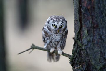 Close -up portrait of tiny brown owl with shining yellow eyes and a yellow beak in a beautiful natural environment. Boreal Owl known also as Tengmalm‘s Owl or Richardson's Owl, Aegolius funereus.