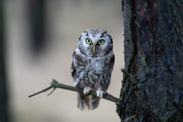 Close -up portrait of tiny brown owl with shining yellow eyes and a yellow beak in a beautiful natural environment. Boreal Owl known also as Tengmalm‘s Owl or Richardson's Owl, Aegolius funereus.