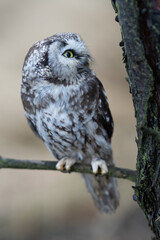 Close -up portrait of tiny brown owl with shining yellow eyes and a yellow beak in a beautiful natural environment. Boreal Owl known also as Tengmalm‘s Owl or Richardson's Owl, Aegolius funereus.